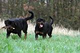 ROTTWEILER 461